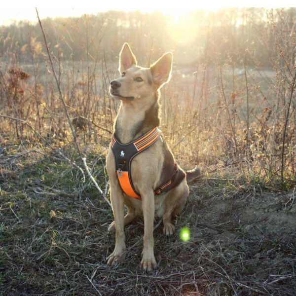 Reflective Heavy Duty Harness Orange XS - Image 3