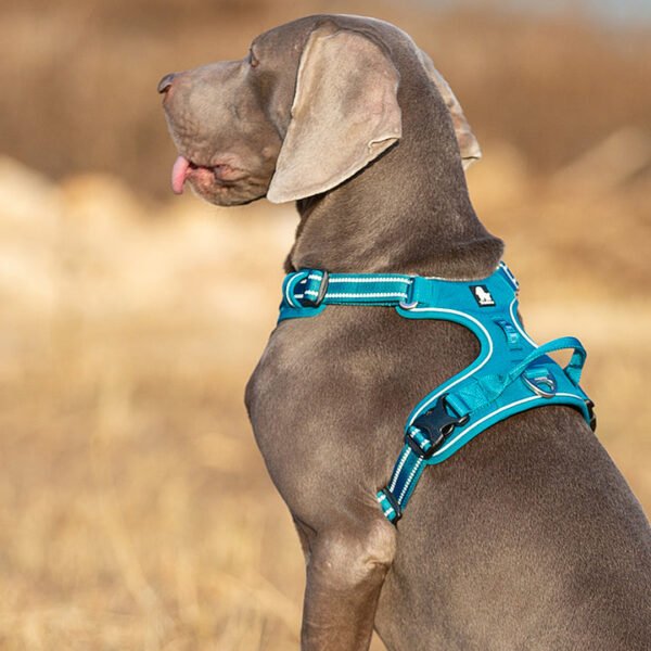 No Pull Harness Blue L - Image 4