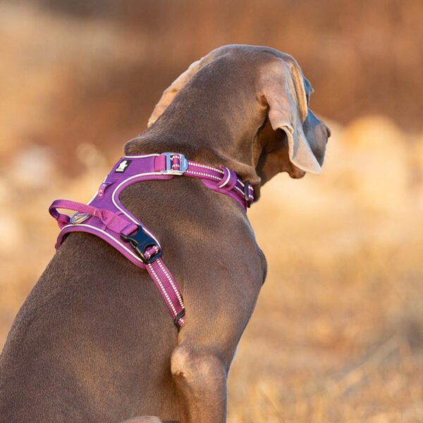 No Pull Harness Purple M - Image 4