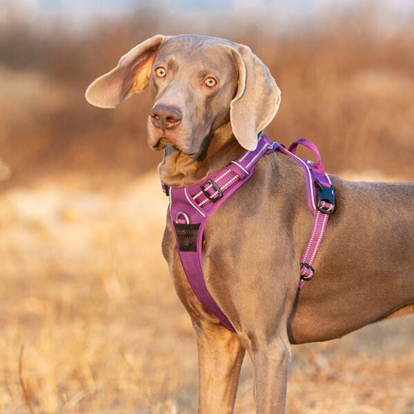 No Pull Harness Purple M - Image 5