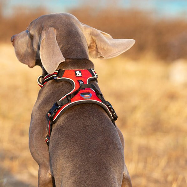 No Pull Harness Red XL - Image 4
