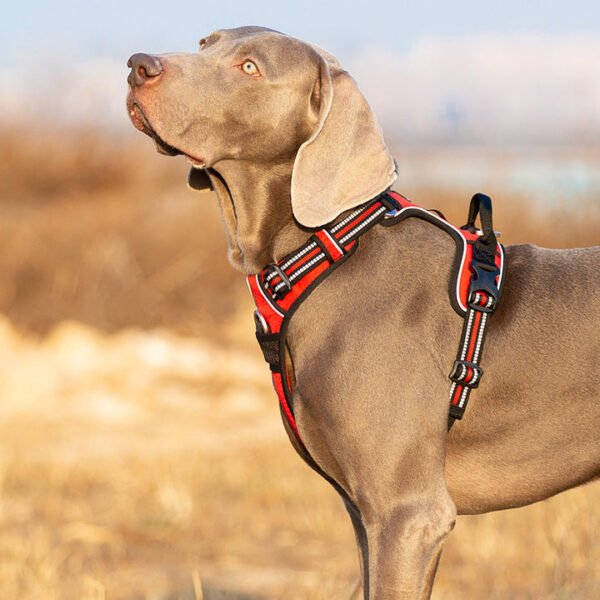 No Pull Harness Red XL - Image 5
