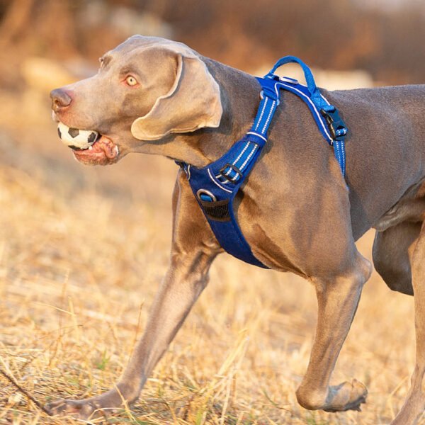 No Pull Harness Royal Blue M - Image 5