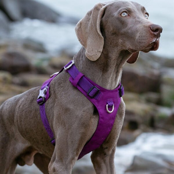 Lightweight Harness Purple M - Image 4