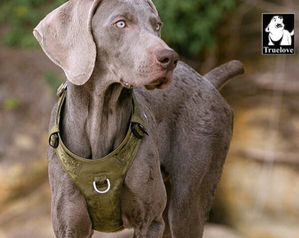 Lightweight Harness Army Green M - Image 4