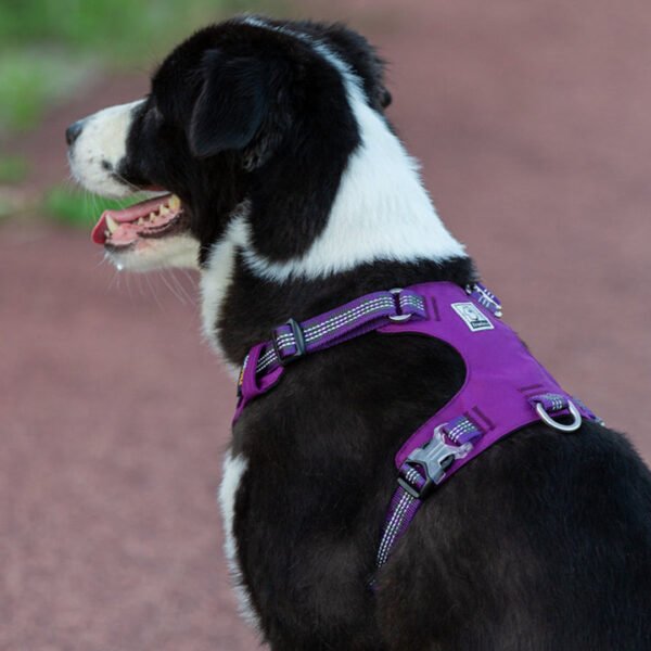 Lightweight 3M reflective Harness Purple XL - Image 4