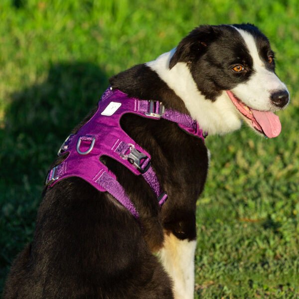 Whinhyepet Harness Purple 2XS - Image 2