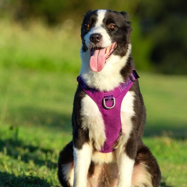Whinhyepet Harness Black XS - Image 4